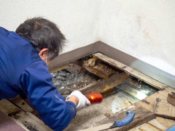 Best Residential Mold Remediation in St Augustine, FL