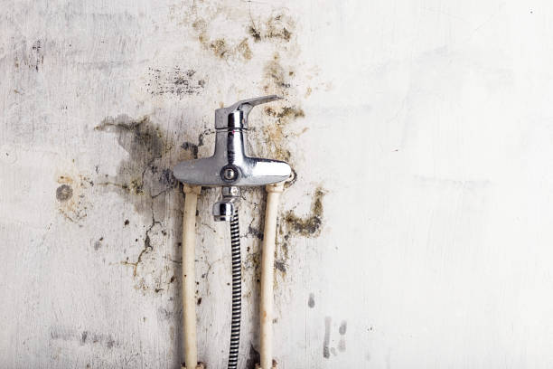Trusted St Augustine, FL Mold Remediation Experts