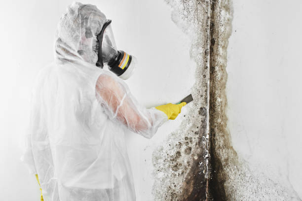 Best HVAC Mold Remediation in St Augustine, FL