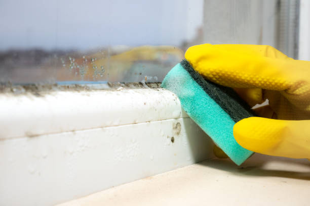 Best Bathroom Mold Remediation in St Augustine, FL