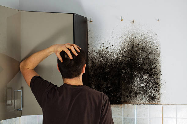 Best Bathroom Mold Remediation in St Augustine, FL